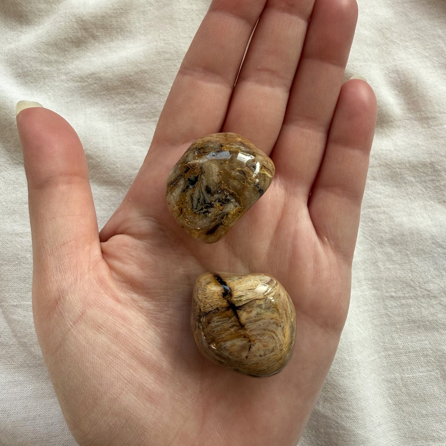 VERSTEINERTES HOLZ Trommelstein