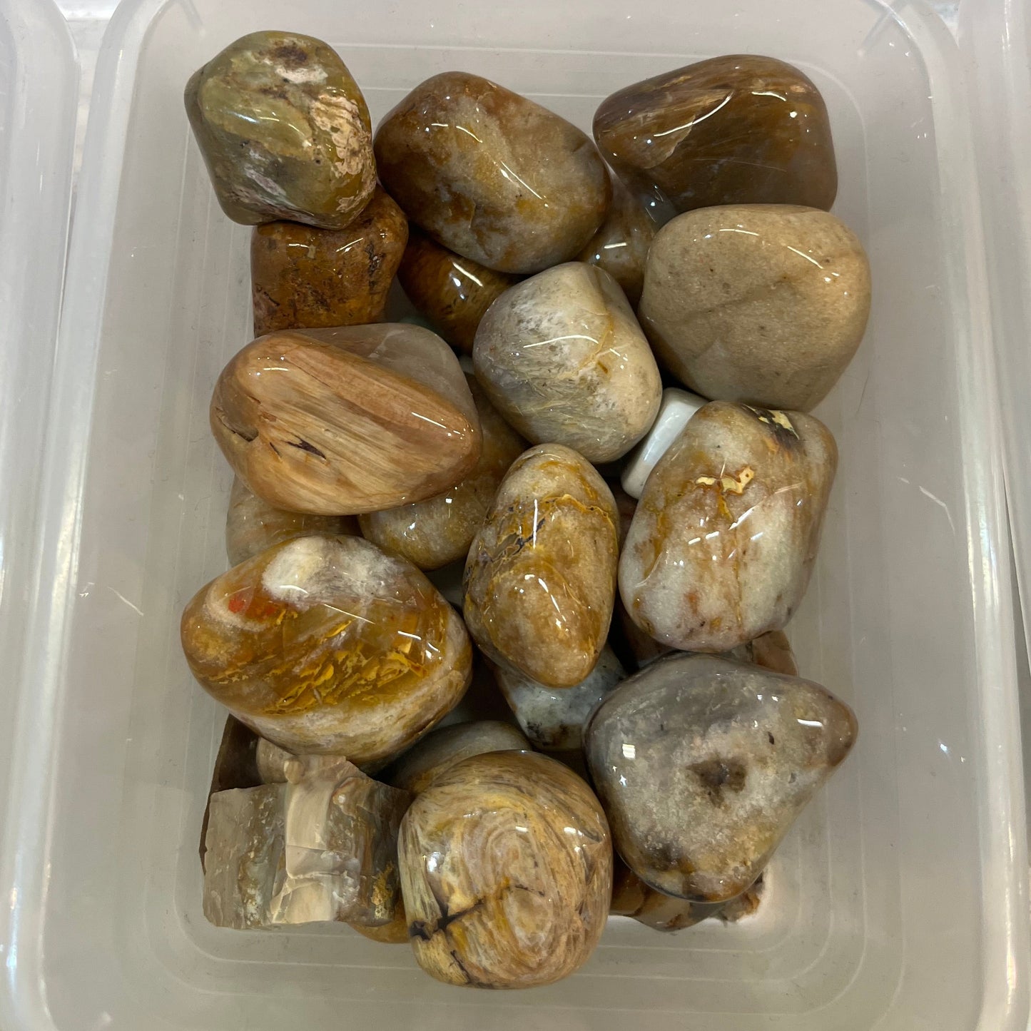 VERSTEINERTES HOLZ Trommelstein