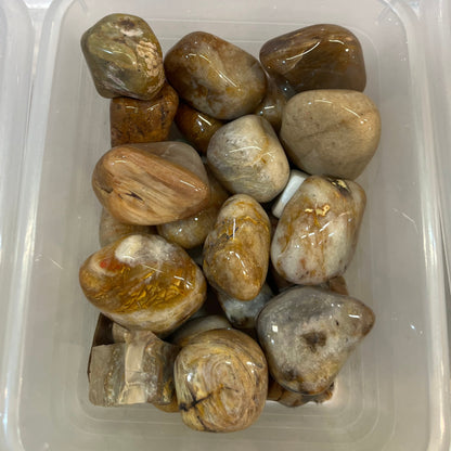 VERSTEINERTES HOLZ Trommelstein